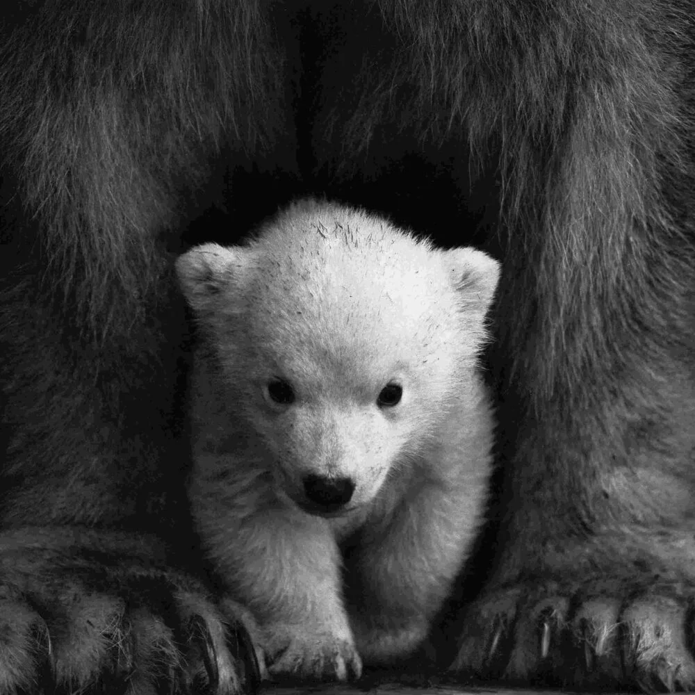 Baby Bear walking in between mommy bear legs scaled