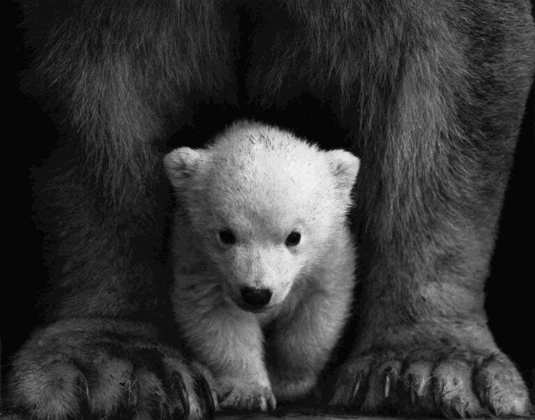 Baby Bear walking in between mommy bear legs scaled