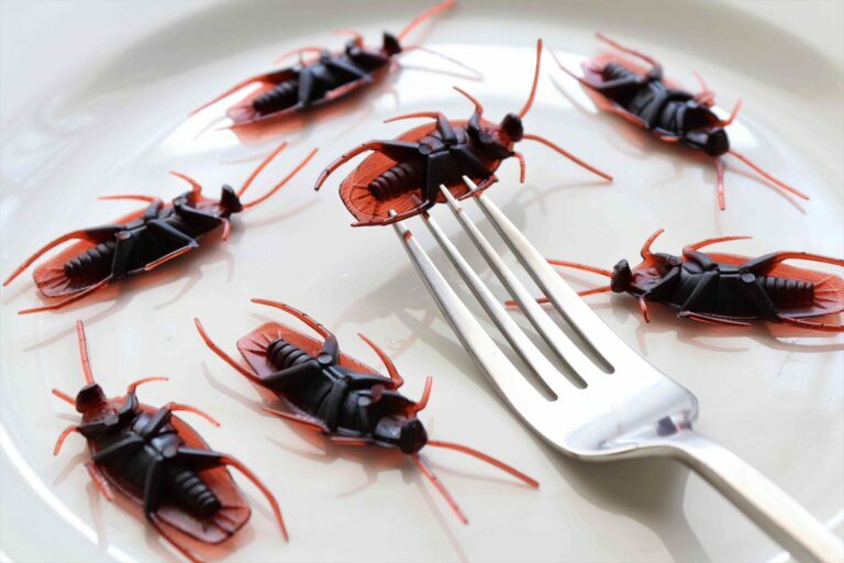 Fake cockroach on plate for eating scaled