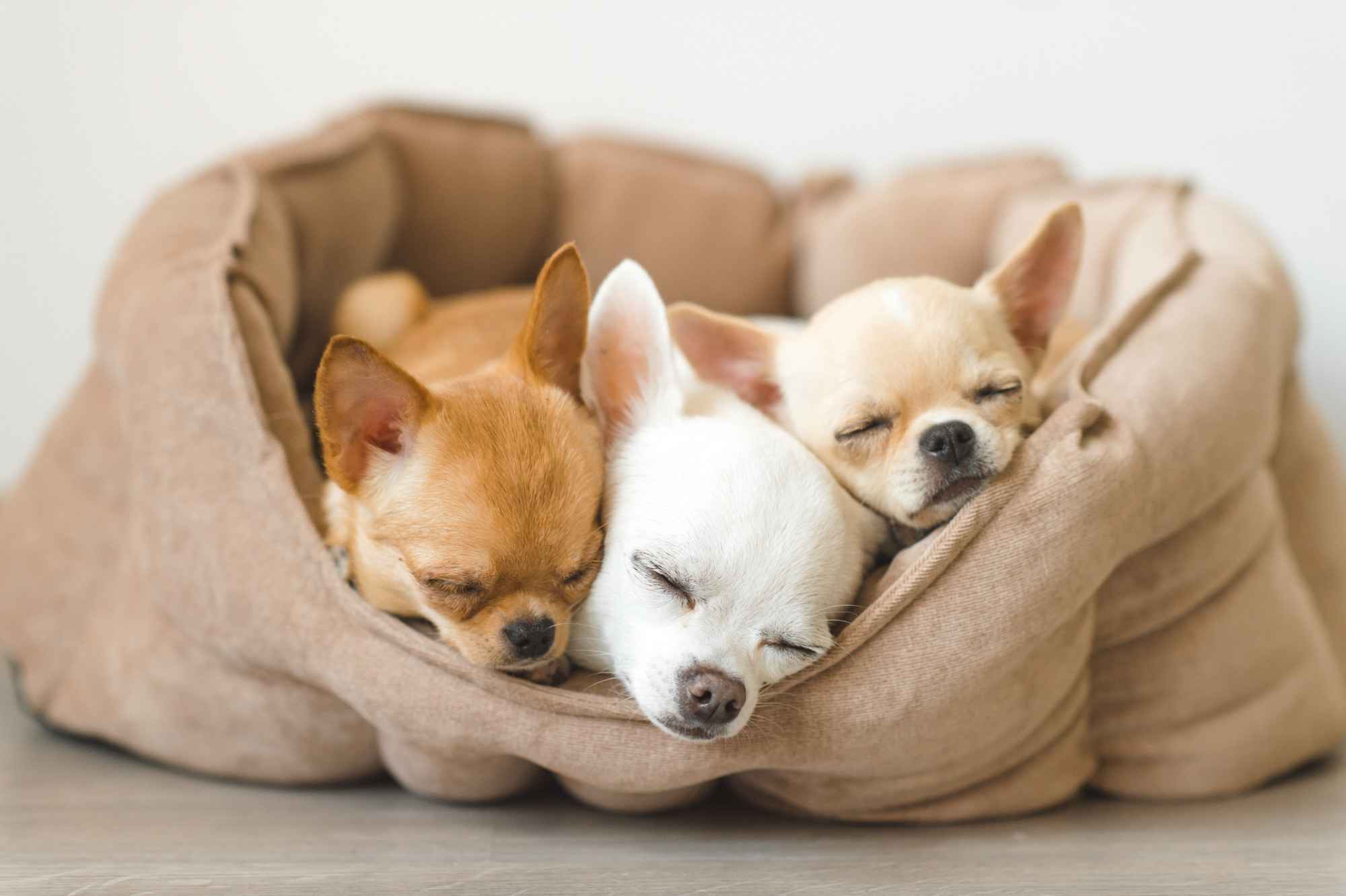 Lovely cute beautiful chihuahua puppies lying on dog bed