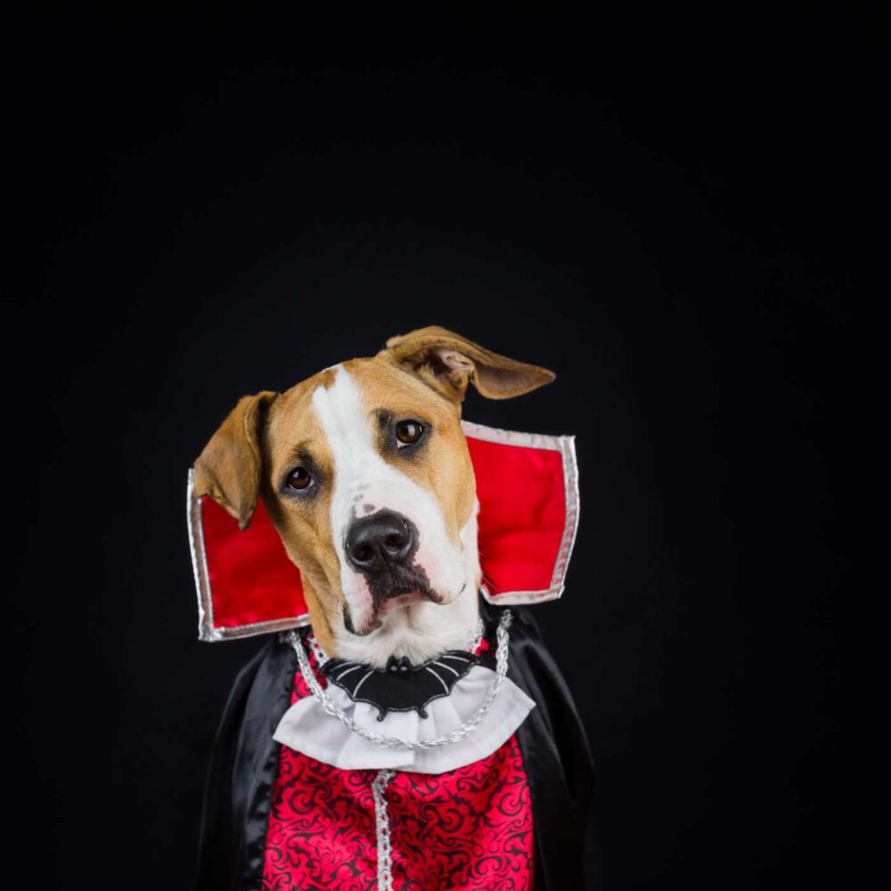 A Cute Dog in a Vampire Halloween Costume