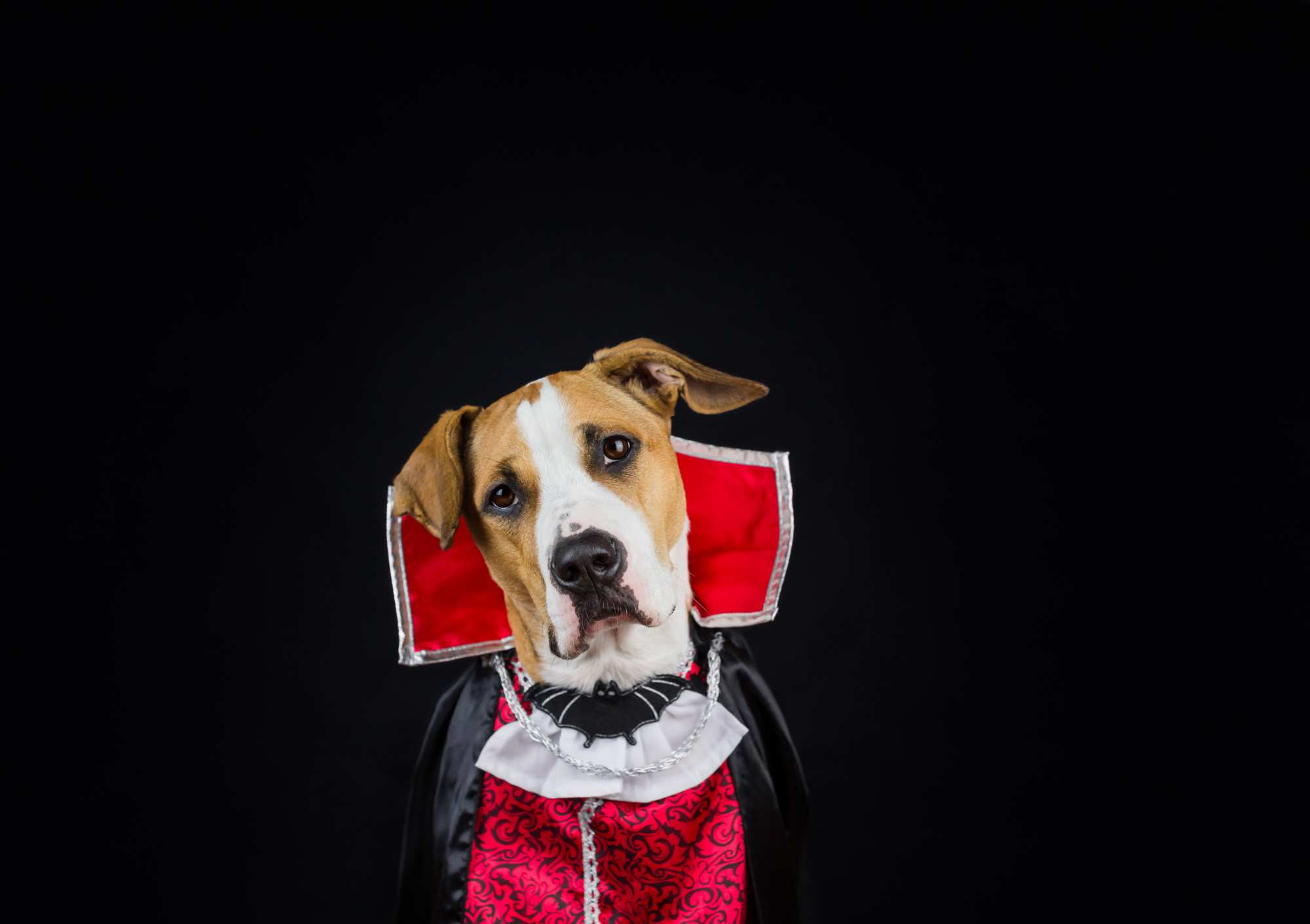 A Cute Dog in a Vampire Halloween Costume