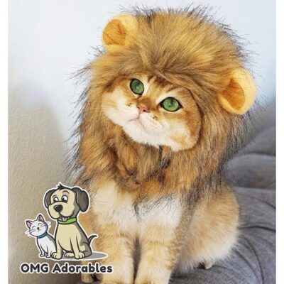 A cute cat sitting on the couch wearing lion mane costume for head