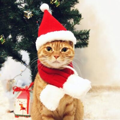 Cat giving pose wearing christmas red santa scarf and santa cap