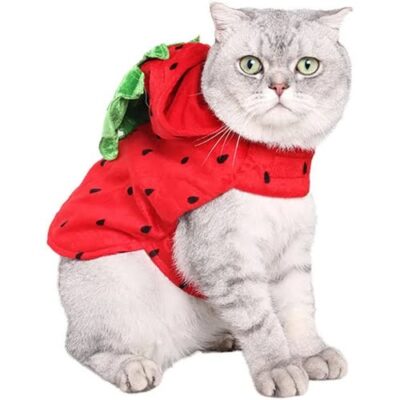 Cat looks stunning in this strawberry costume for halloween