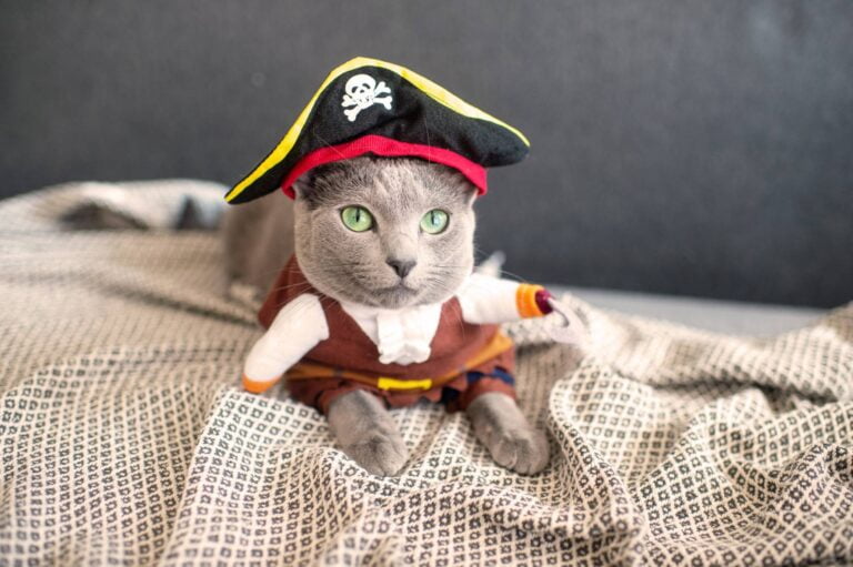 Lovely kitten in pirate costume lying on the bed
