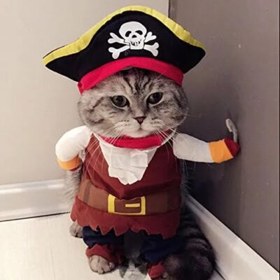 cat looks so cute in pirate costume