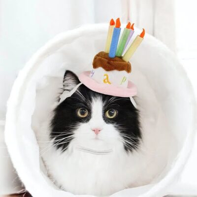 cat wearing birthday cap with candles on it