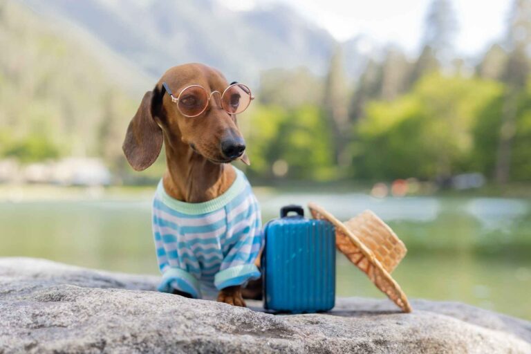 cute dachshund dog is sitting near water with small funny suitcase