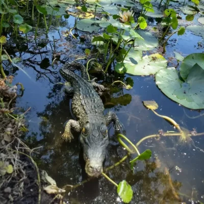 realistic crocodile toy floating the water